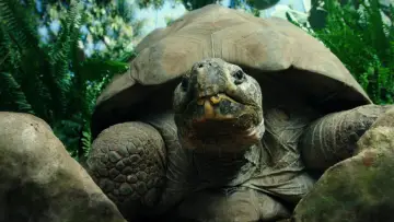 Backdrop to the movie "Teenage Mutant Ninja Turtles: Out of the Shadows" #840811