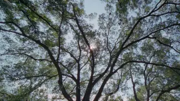 Backdrop to the movie "Song to Song" #1064332