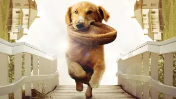 Backdrop to the movie "A Dog