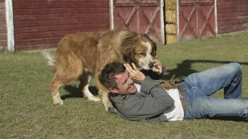 Backdrop to the movie "A Dog