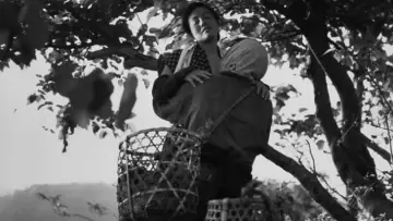 Backdrop to the movie "The Insect Woman" #1862864