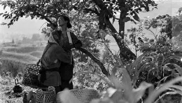 Backdrop to the movie "The Insect Woman" #1862865