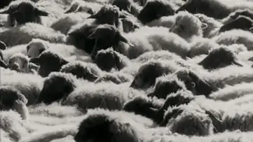 Backdrop to the movie "The Seasons" #1919752
