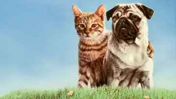 Backdrop to the movie "The Adventures of Milo and Otis" #1649946