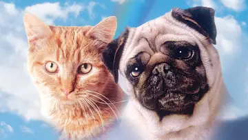 Backdrop to the movie "The Adventures of Milo and Otis" #409197