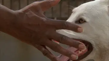 Backdrop to the movie "White Dog" #1029263