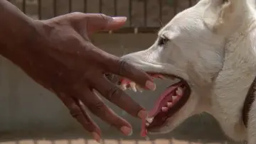 Backdrop to the movie "White Dog" #1029265