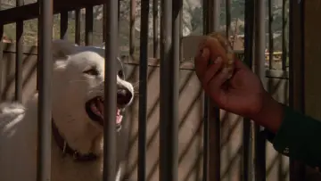 Backdrop to the movie "White Dog" #1168642