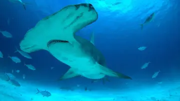 Backdrop to the movie "Mega Hammerhead" #980693