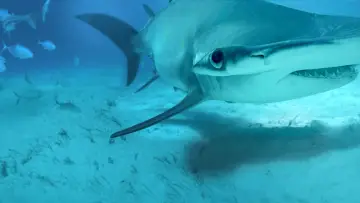 Backdrop to the movie "Mega Hammerhead" #980694