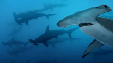 Backdrop to the movie "Mega Hammerhead" #980695