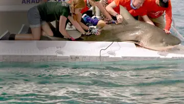 Backdrop to the movie "Mega Hammerhead" #980696