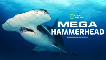 Backdrop to the movie "Mega Hammerhead" #980699