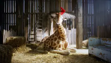 Backdrop to the movie "My Giraffe" #1930951