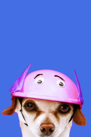Dog Days