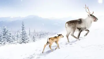 Backdrop to the movie "A Reindeer