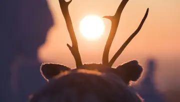 Backdrop to the movie "A Reindeer