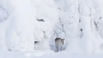 Backdrop to the movie "A Reindeer