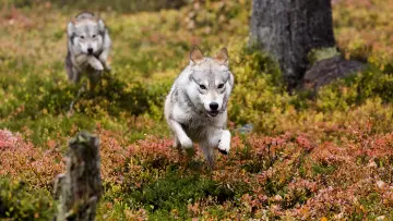 Backdrop to the movie "A Reindeer