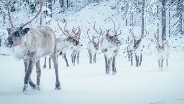 Backdrop to the movie "A Reindeer