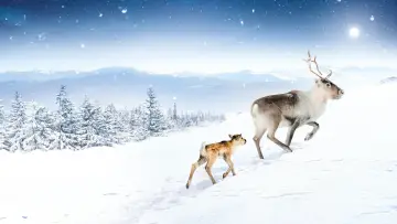 Backdrop to the movie "A Reindeer