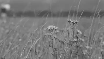 Backdrop to the movie "Wings" #1351059