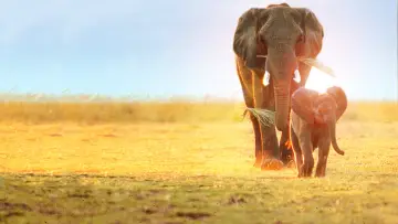 Backdrop to the movie "Whispers: An Elephant
