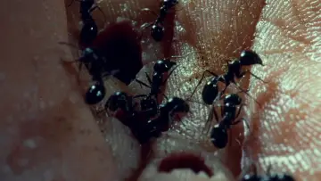 Backdrop to the movie "Phase IV" #1021591
