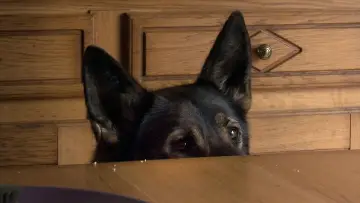 Backdrop to the movie "A Dog