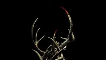 Backdrop to the movie "Antlers" #876502