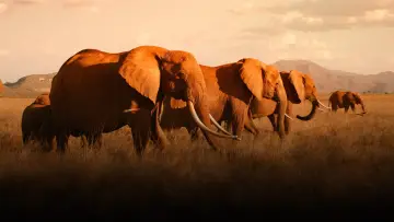 Backdrop to the movie "The Elephant Queen" #1065836