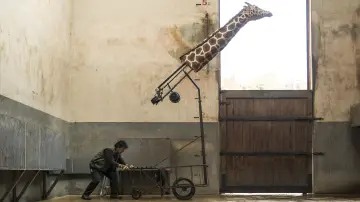Backdrop to the movie "Secret Zoo" #1072812