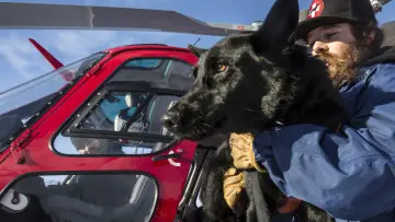 Backdrop to the movie "Superpower Dogs" #1907838