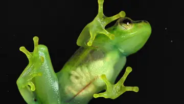 Backdrop to the movie "Incredible frogs" #1636556