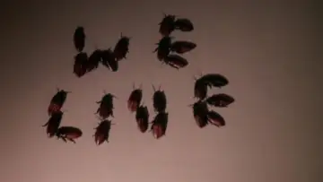 Backdrop to the movie "Bug" #1093245