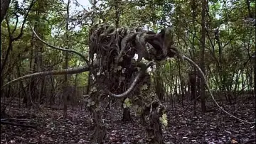 Backdrop to the movie "Mandrake" #656620