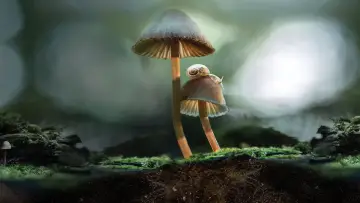 Backdrop to the movie "Fantastic Fungi" #1014699