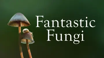 Backdrop to the movie "Fantastic Fungi" #364906