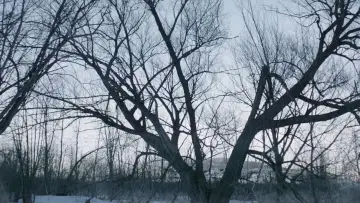 Backdrop to the movie "Witches in the Woods" #1054662