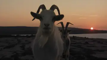 Backdrop to the movie "The Banshees of Inisherin" #693704