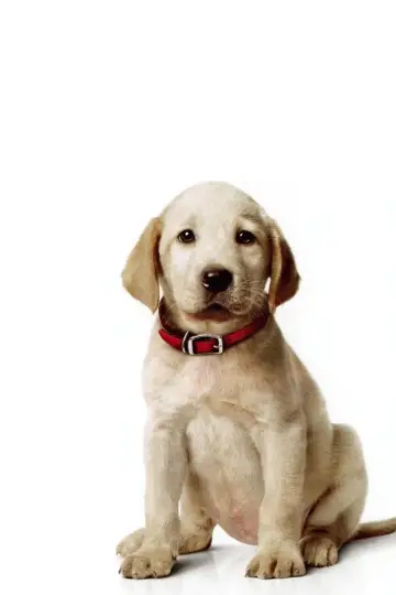 Poster to the movie "Marley & Me: The Puppy Years" #1036110