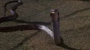 Backdrop to the movie "Sssssss" #394981