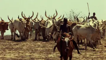 Backdrop to the movie "Touki Bouki" #724559