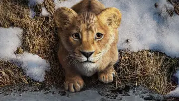 Backdrop to the movie "Mufasa: The Lion King" #557156