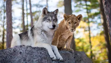 Backdrop to the movie "The Wolf and the Lion" #211334