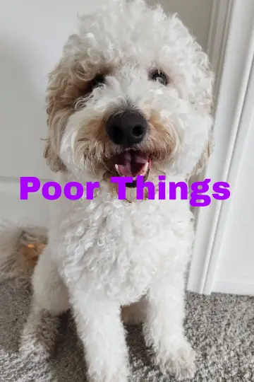 Poster to the movie "Poor Things" #962143