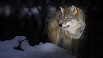 Backdrop to the movie "Wild Lapland" #1658246
