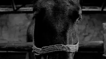 Backdrop to the movie "The Turin Horse" #1632945