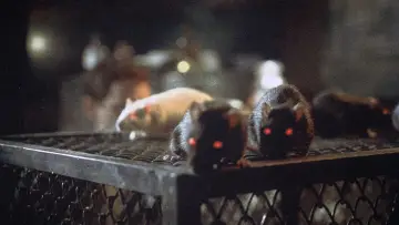 Backdrop to the movie "Rats: Night of Terror" #1637228