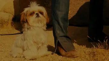 Backdrop to the movie "Seven Psychopaths" #862131